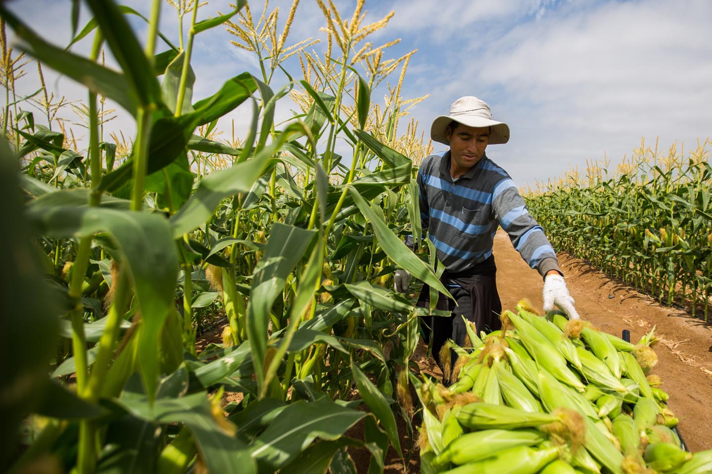 agricultores1